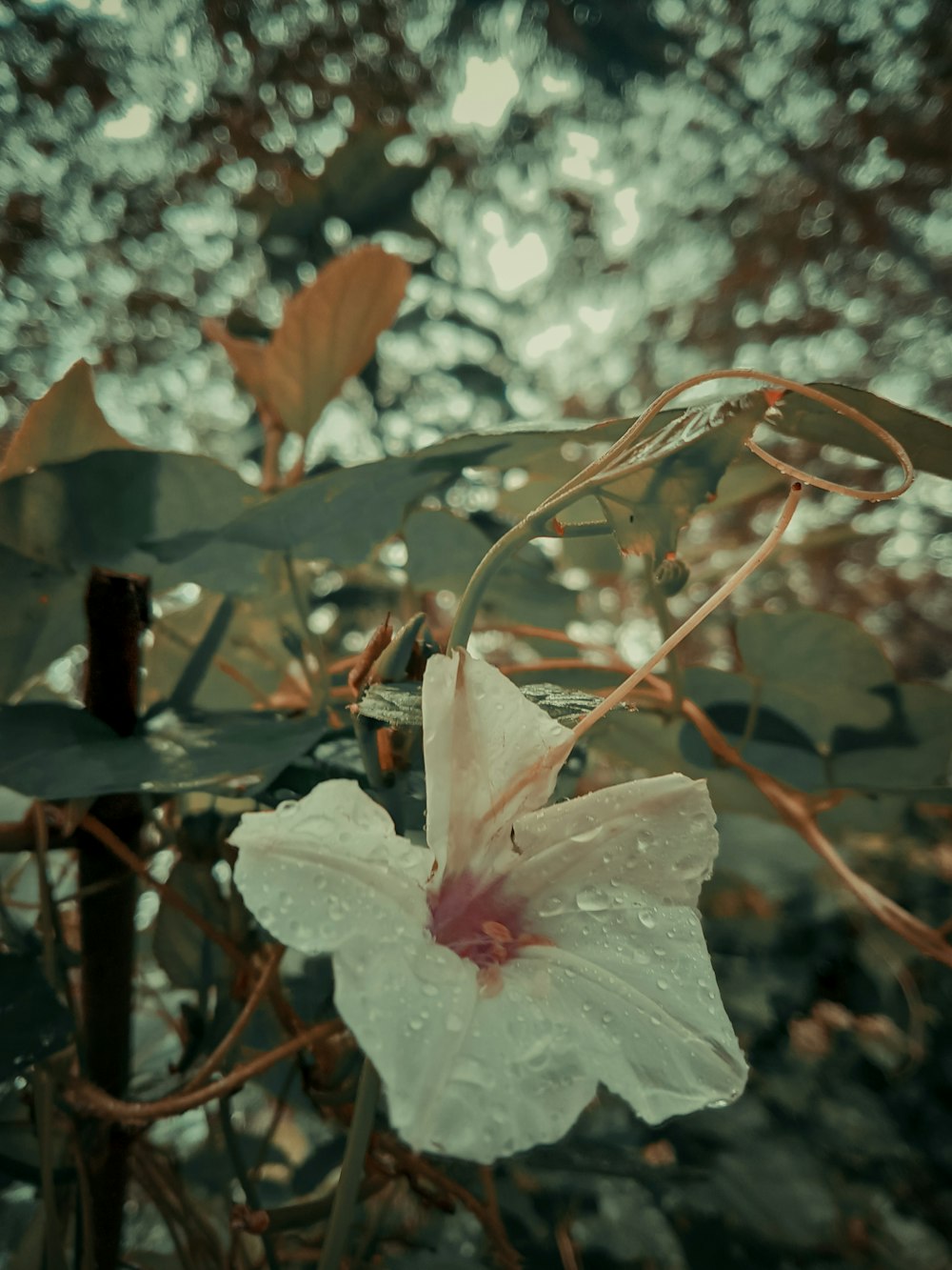 a close up of a flower