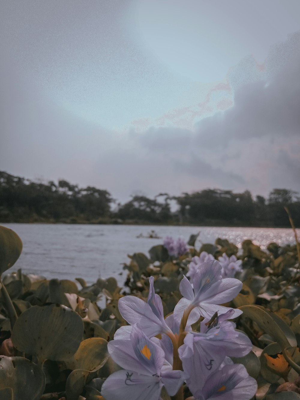 a group of flowers next to a body of water