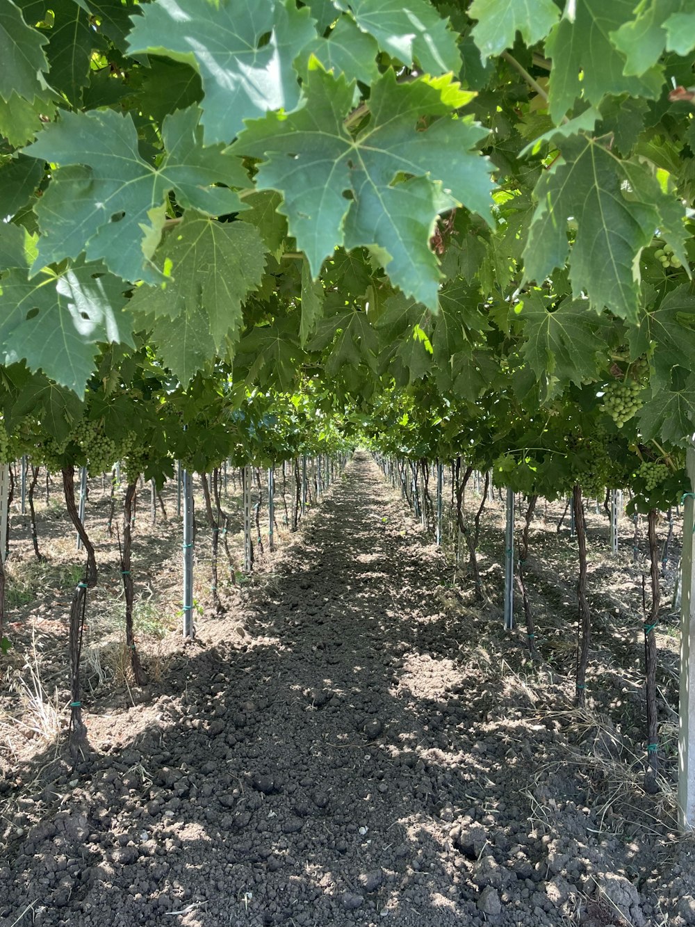 rows of green vines