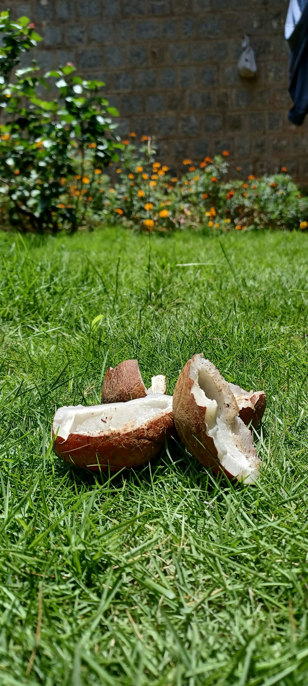 a group of objects in the grass