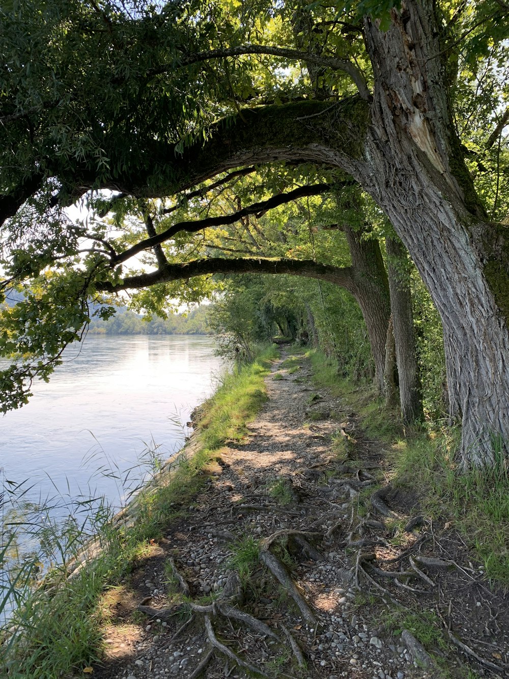 a path with trees on the side