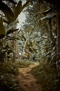 a path through a forest