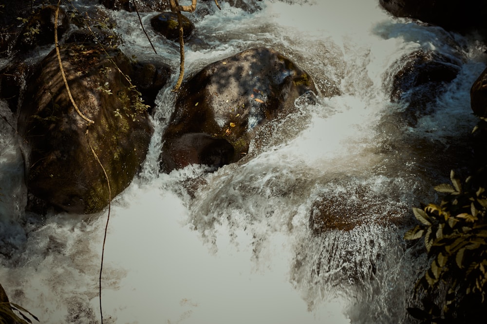 a stream of water with rocks and plants