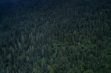 A dense forest canopy extends across the image, filled with a variety of trees with varying shades of green. The scene captures the richness and depth of the vegetation, suggesting a thriving natural environment.