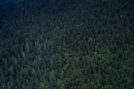 A dense forest canopy extends across the image, filled with a variety of trees with varying shades of green. The scene captures the richness and depth of the vegetation, suggesting a thriving natural environment.