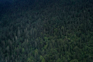 Satellite image showing rich vegetation coverage in a tropical forest