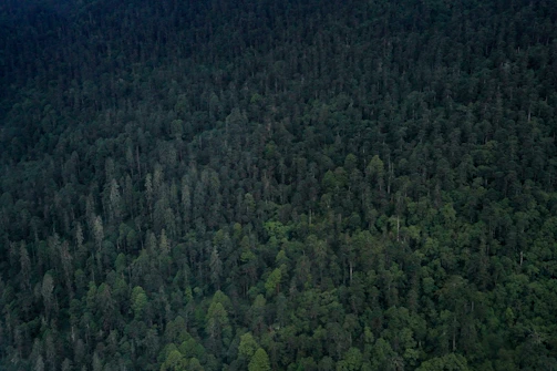 A dense forest canopy extends across the image, filled with a variety of trees with varying shades of green. The scene captures the richness and depth of the vegetation, suggesting a thriving natural environment.
