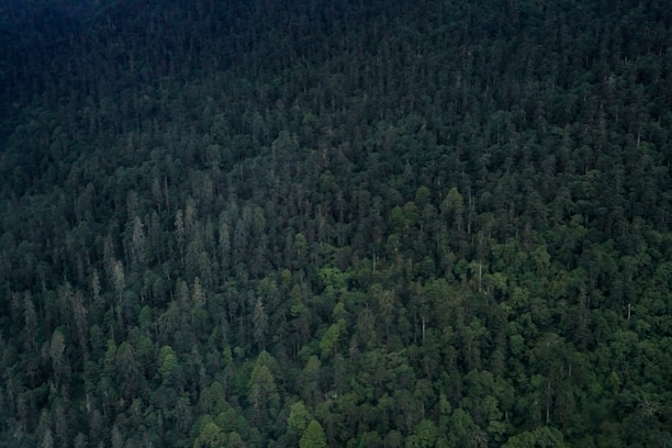 A dense forest canopy extends across the image, filled with a variety of trees with varying shades of green. The scene captures the richness and depth of the vegetation, suggesting a thriving natural environment.