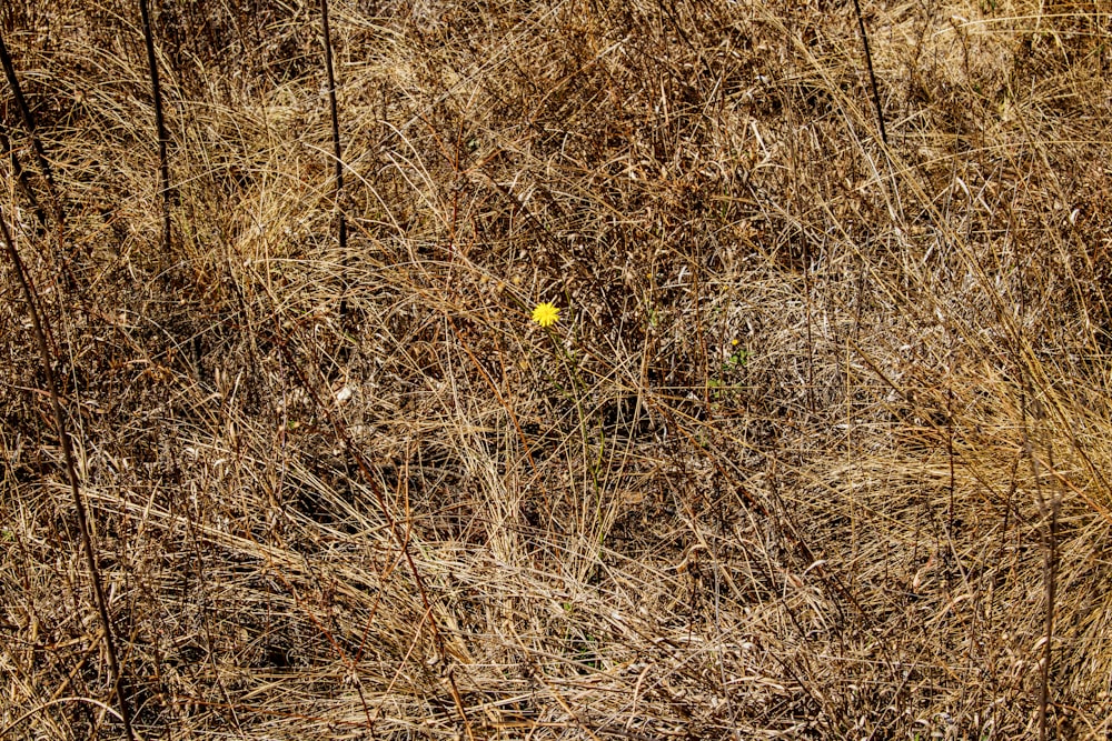 un champ d’herbe sèche