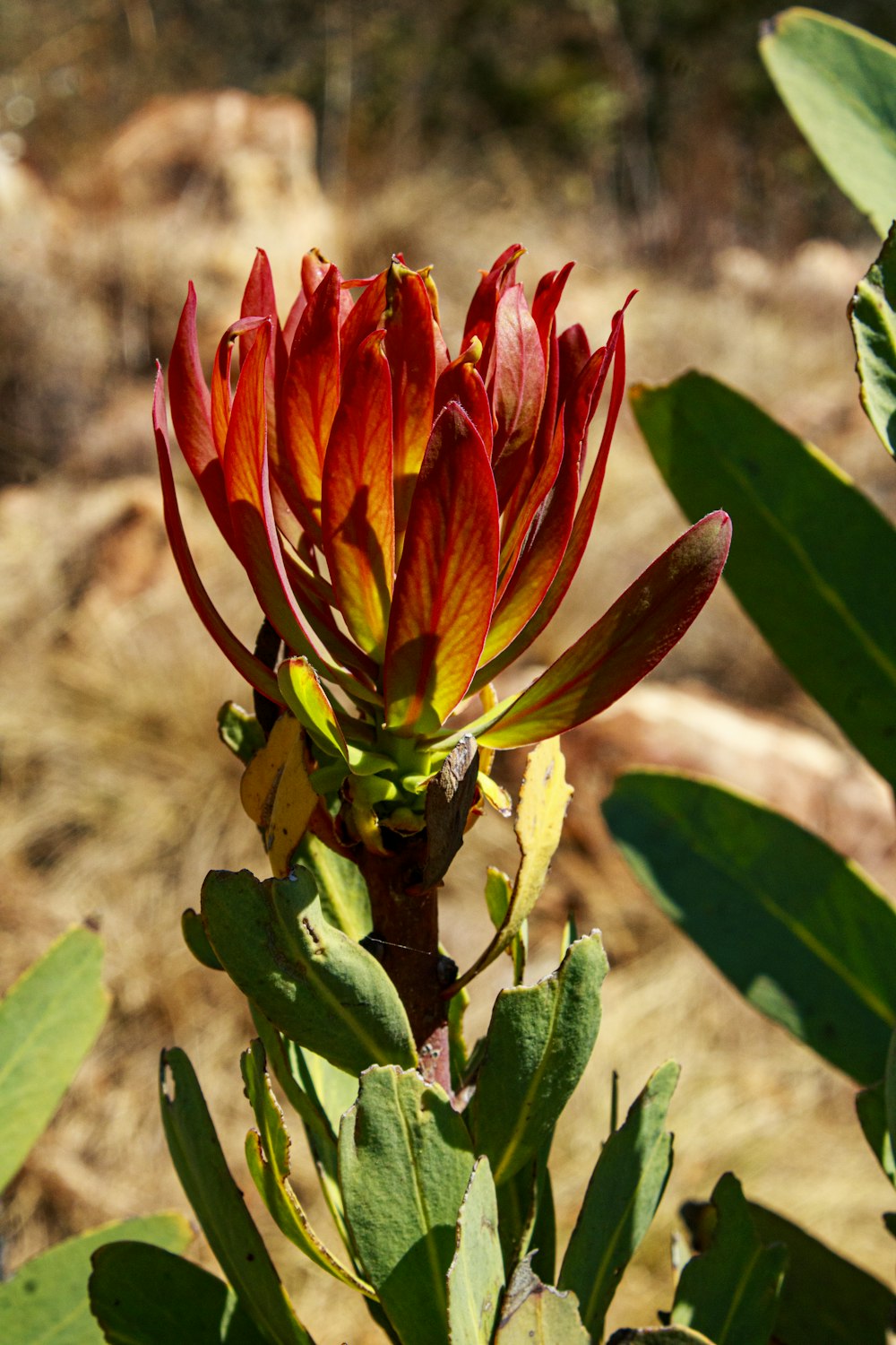 eine rote Blume mit grünen Blättern