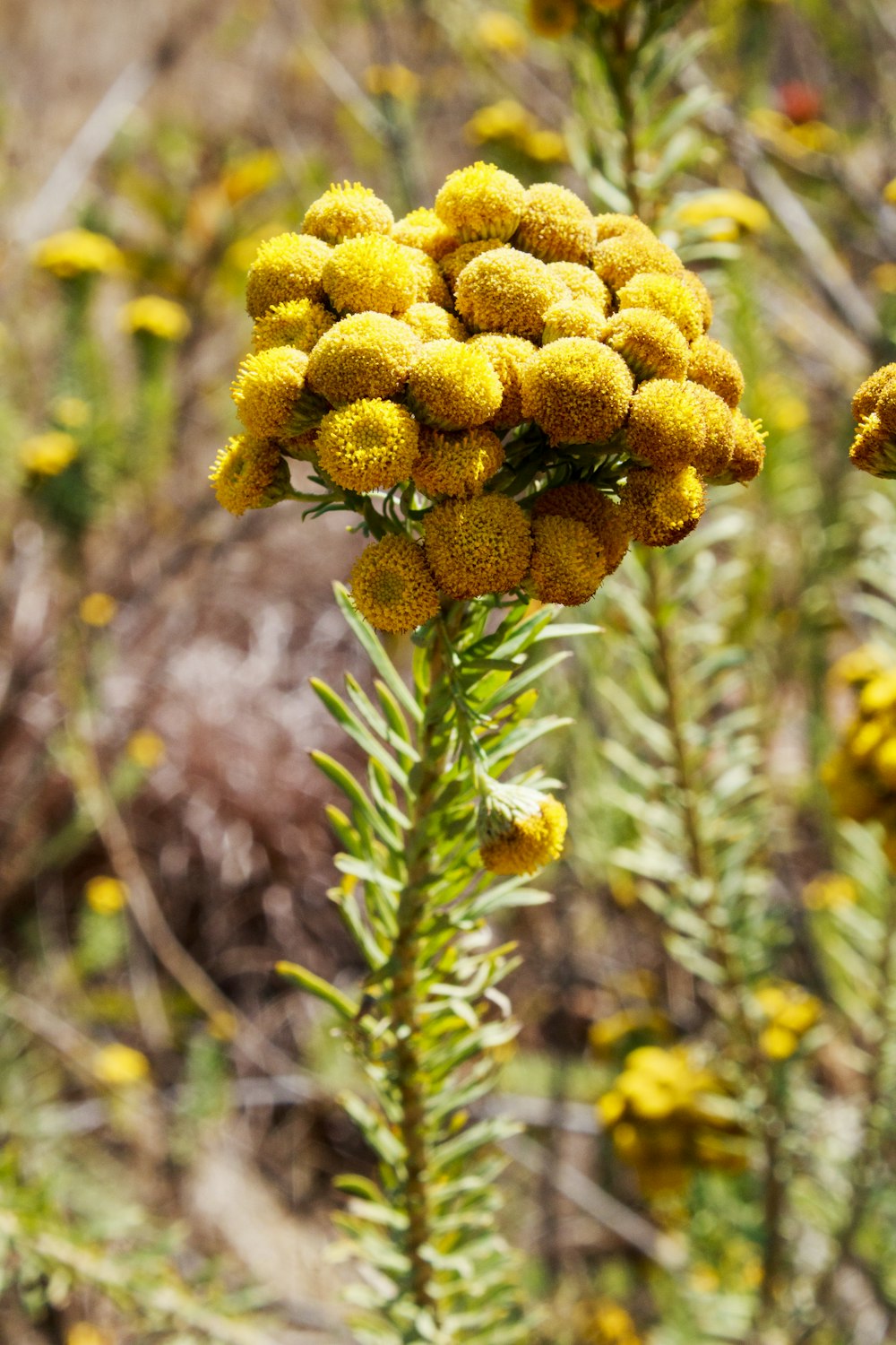 a close up of a plant with yellow flowers