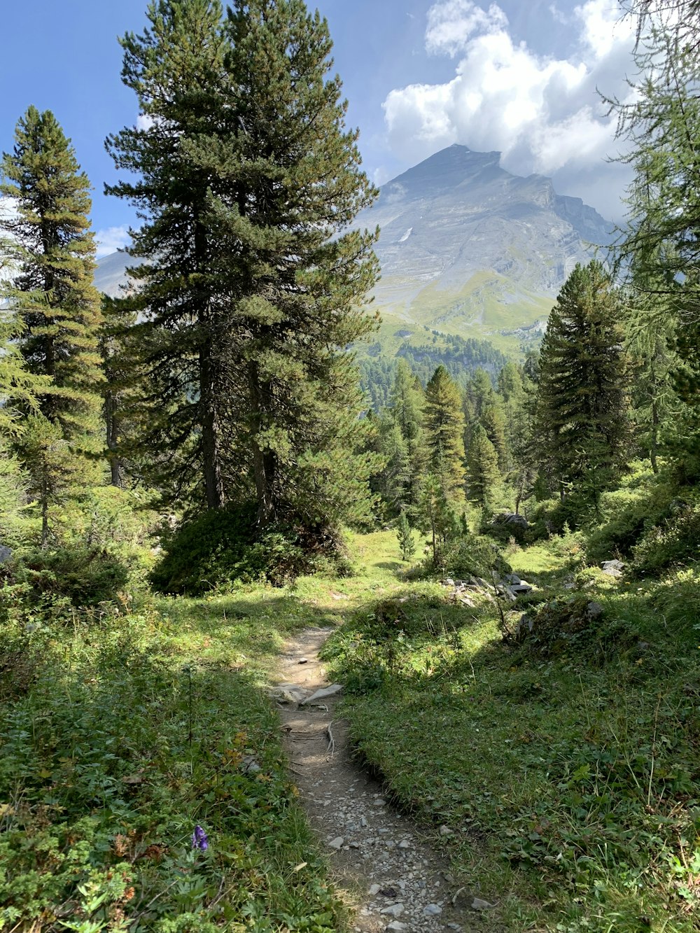 a dirt path through a forest