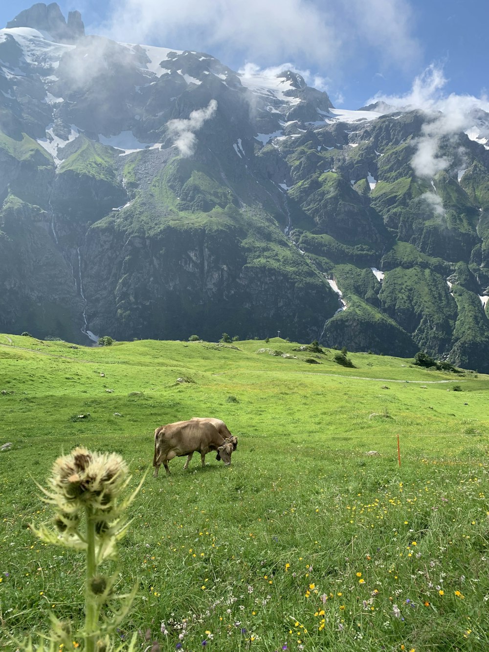 a couple of cows grazing in a meadow