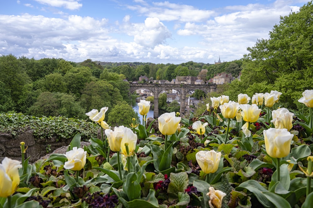 a garden with white flowers