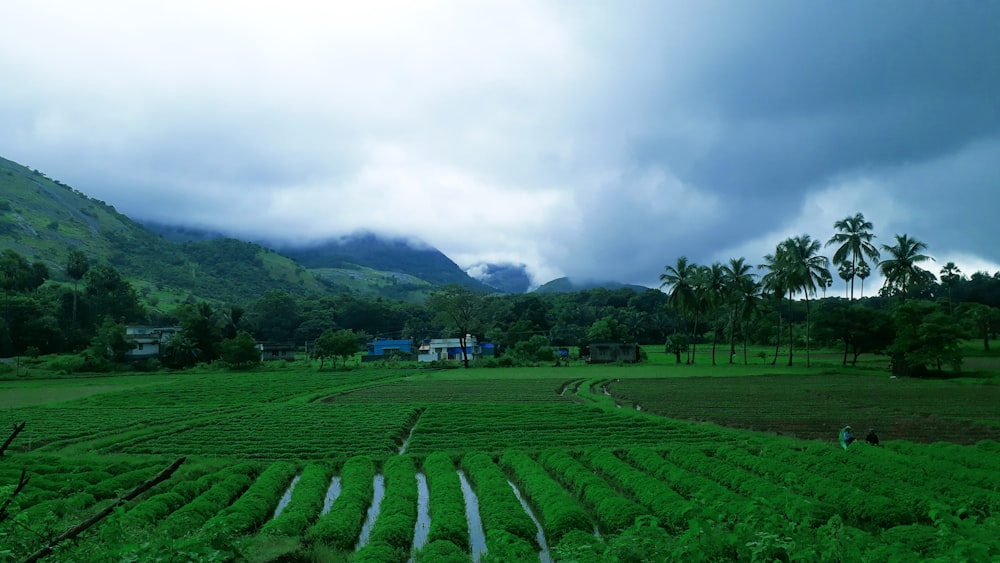 a green field with trees and buildings