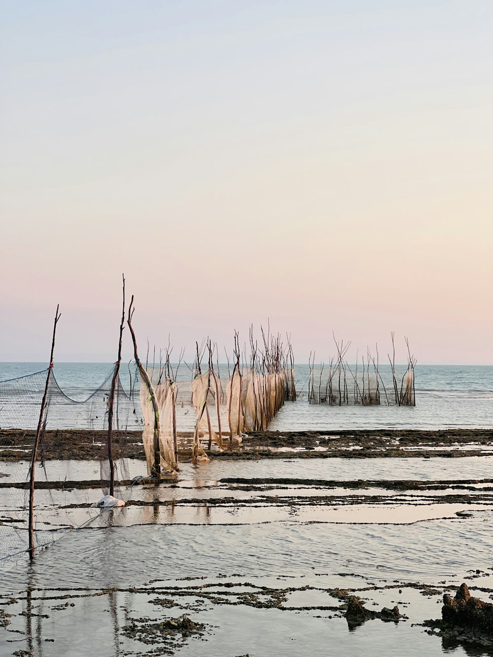 a group of sticks in a body of water