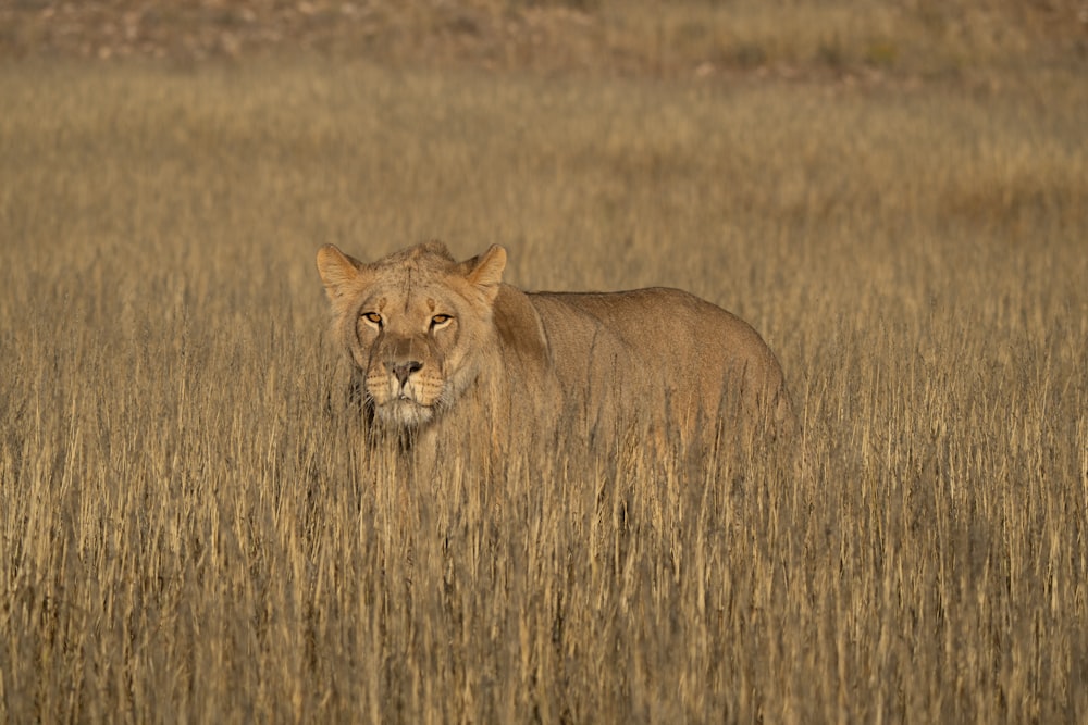 a lion lying in a field