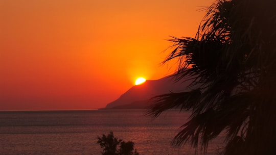 A picturesque sunset over the ocean, with silhouettes of palm trees and a distant ship.