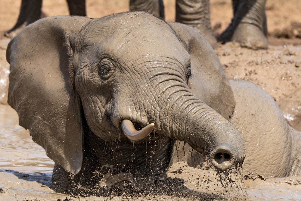 an elephant with its trunk in the water