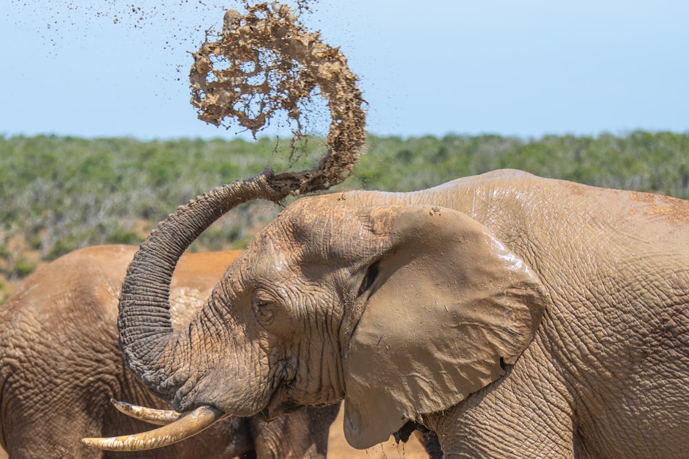Elefantes con colmillos en la naturaleza