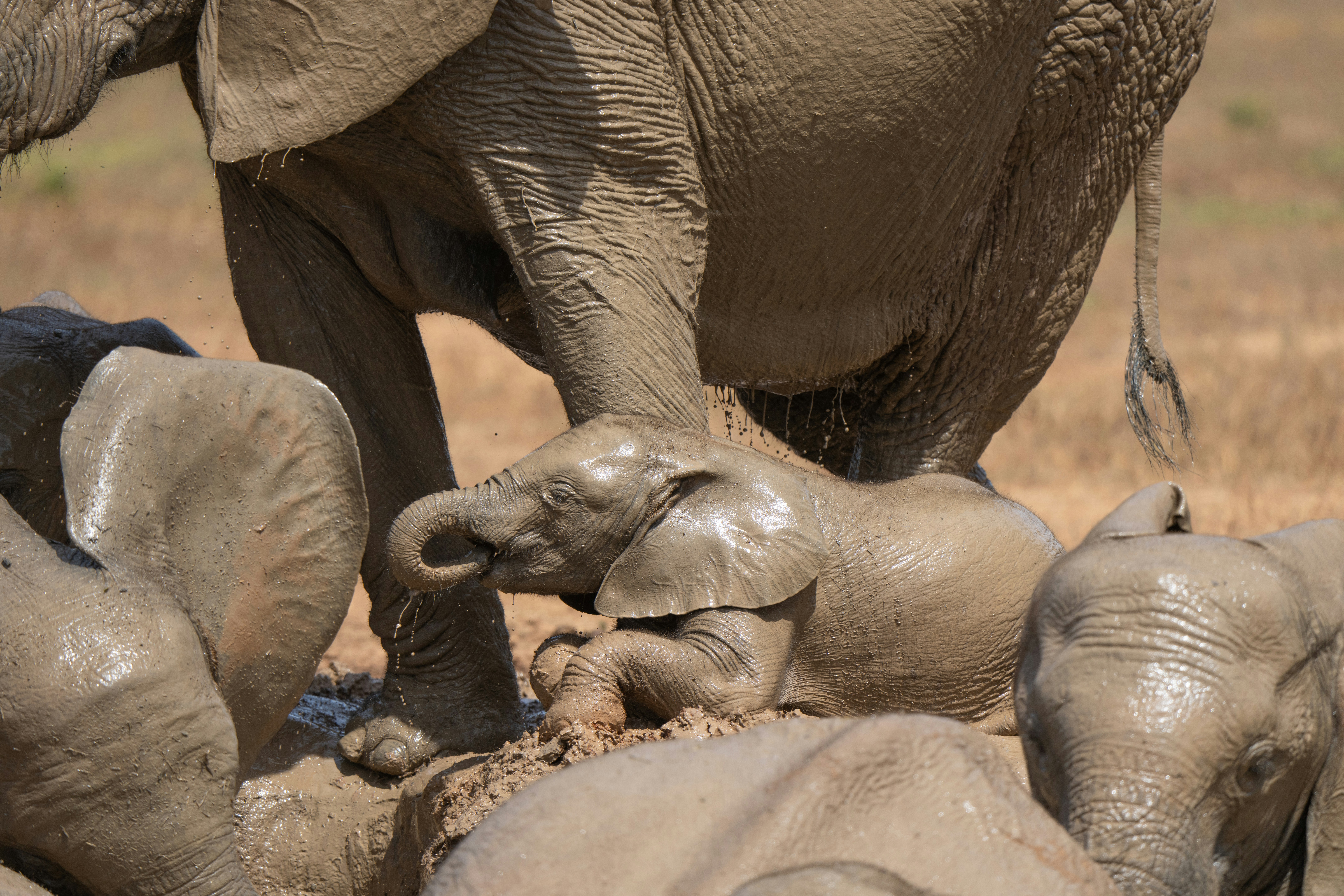 A group of elephants stand around each other photo Free Addo elephant