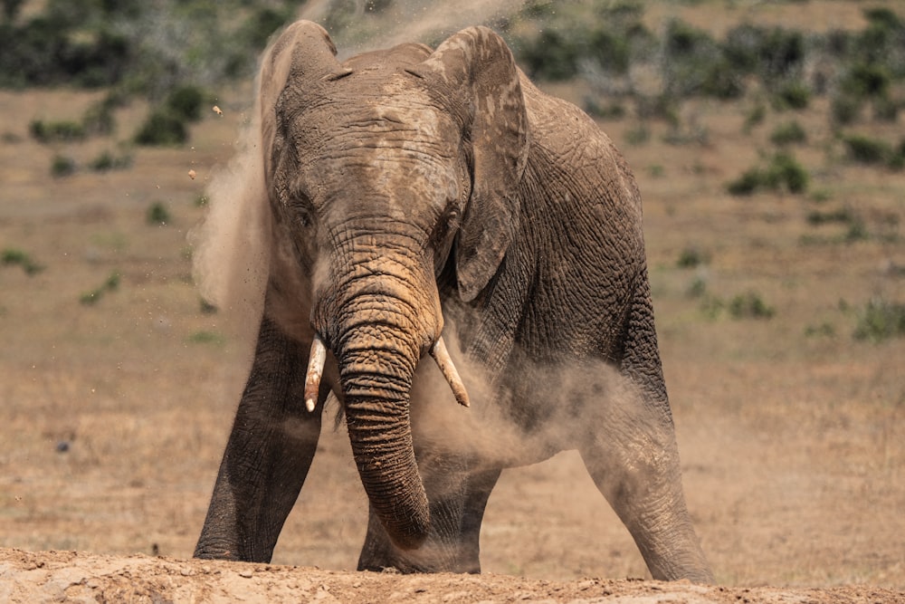 Un elefante che cammina nella natura selvaggia