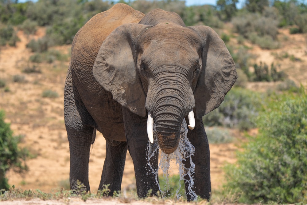 Un elefante che beve acqua
