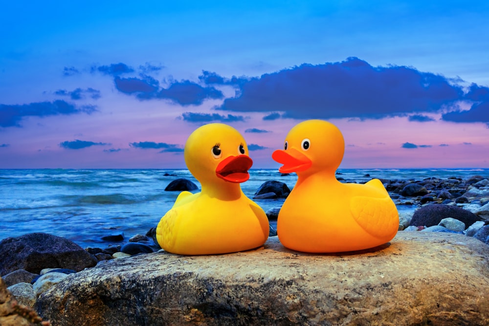 two rubber ducks on rocks