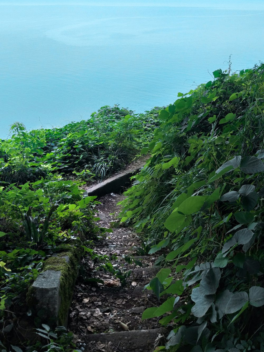 a path through a plantation