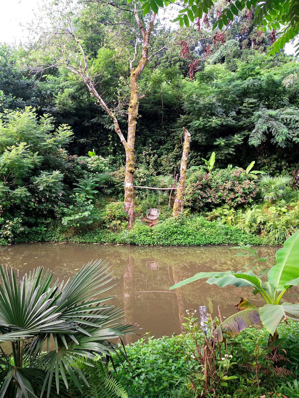 a pond surrounded by trees and plants