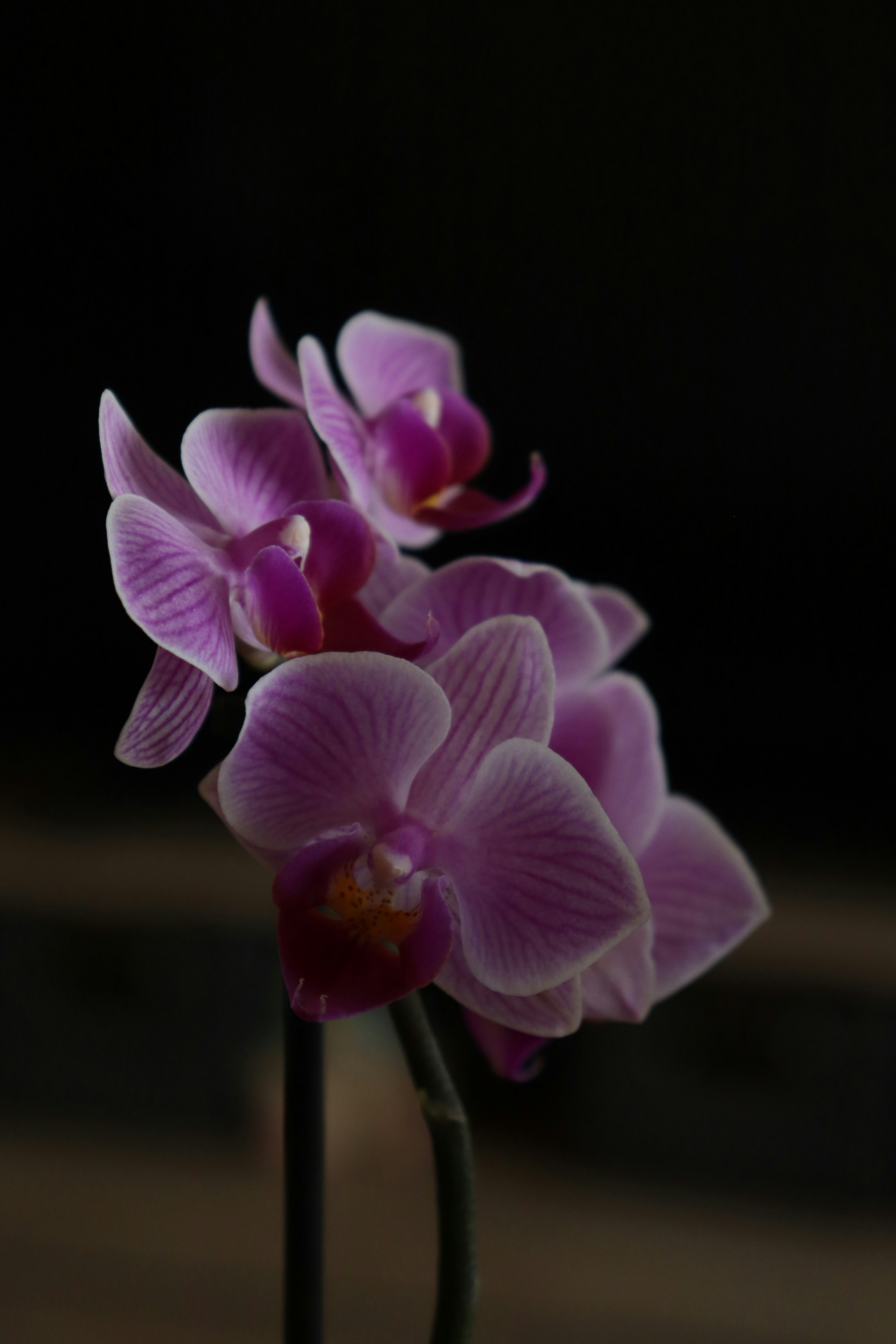 Photo by annalacroix