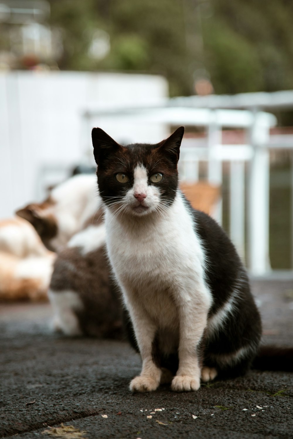 a cat sitting on the ground