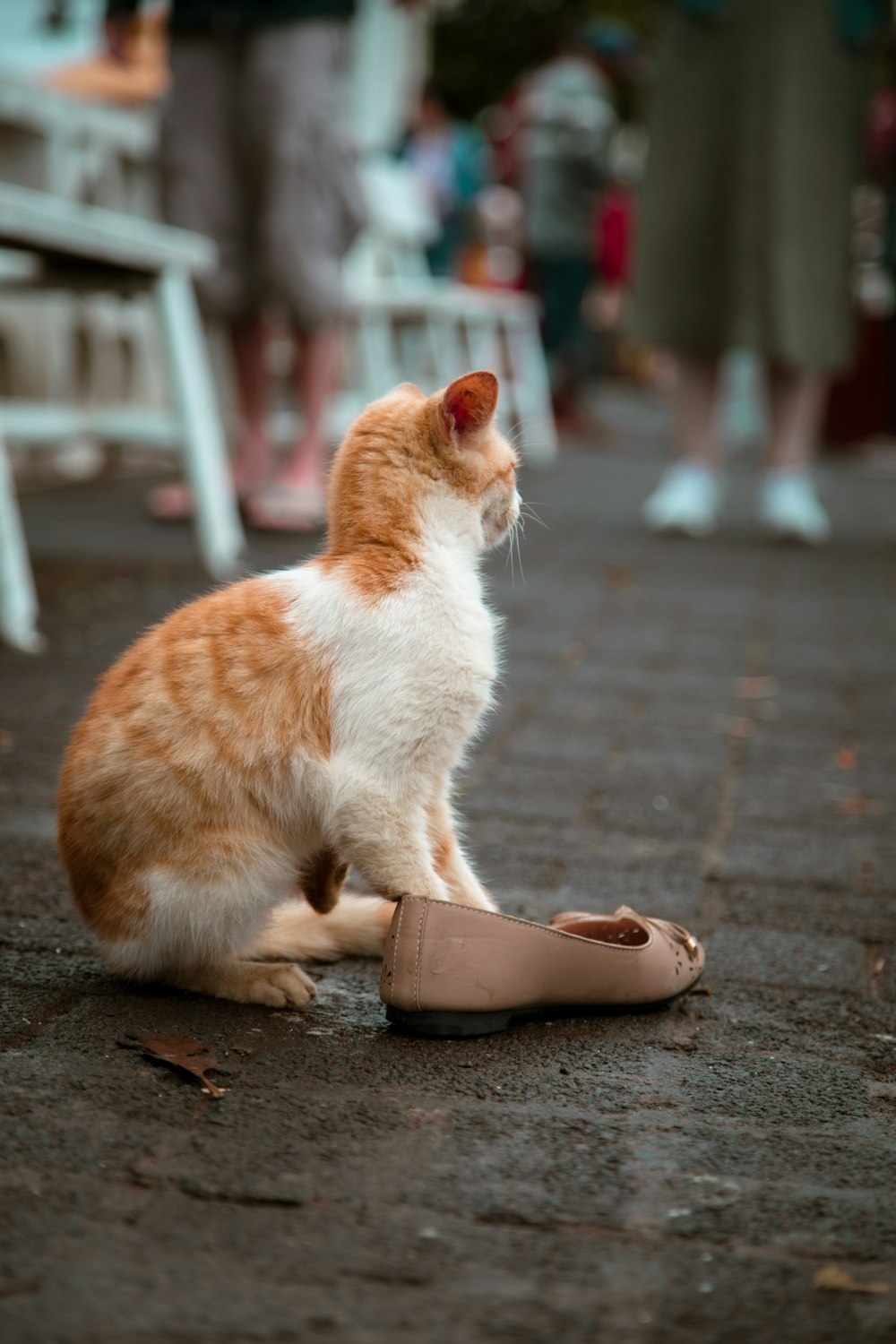 a cat sitting on a shoe