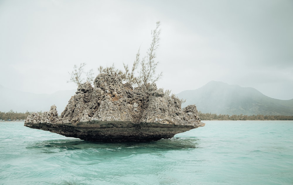 a tree on a rock in the water