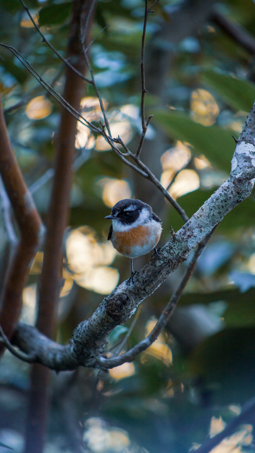 a small bird sits on a branch