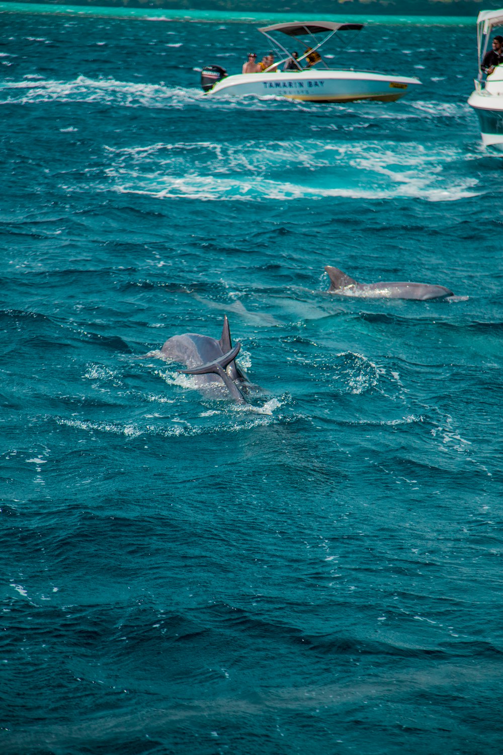 golfinhos nadando na água