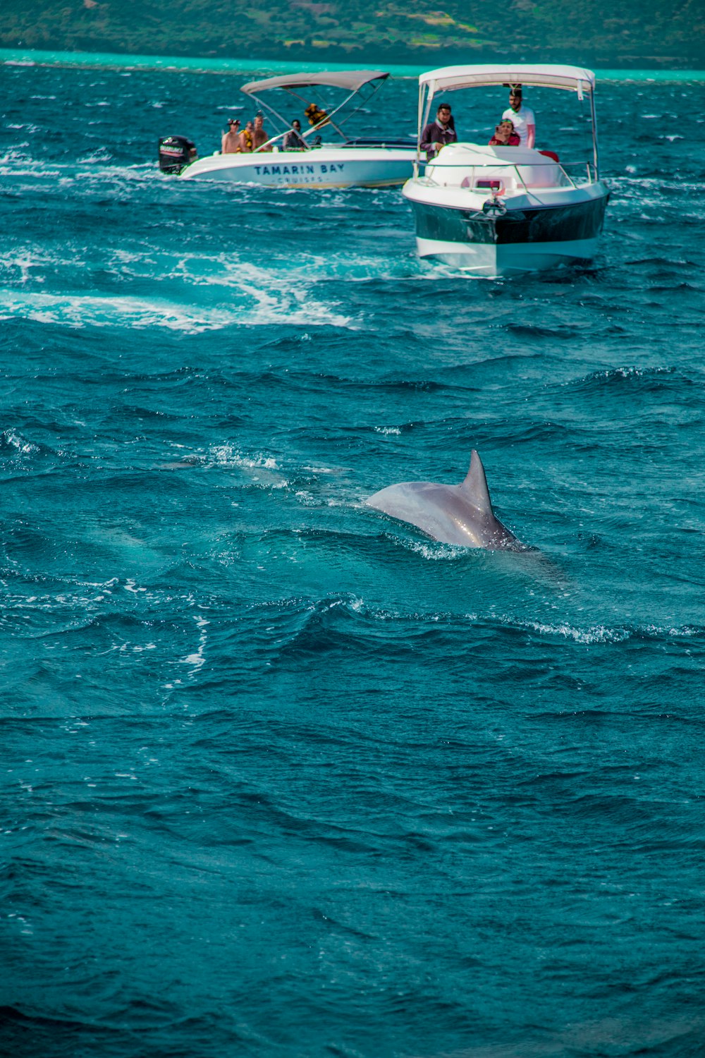 a dolphin jumping out of the water