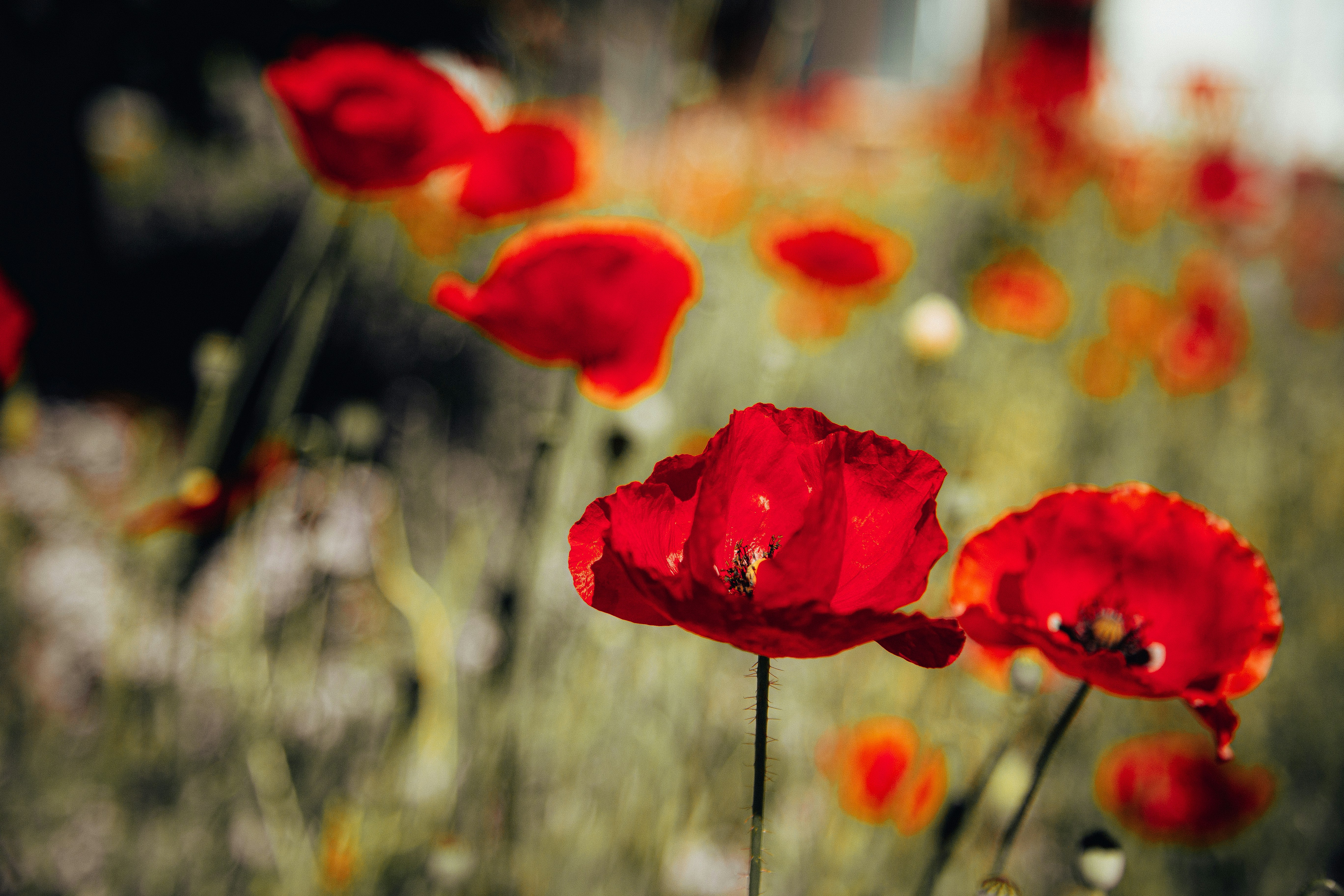 Photo by smithers131