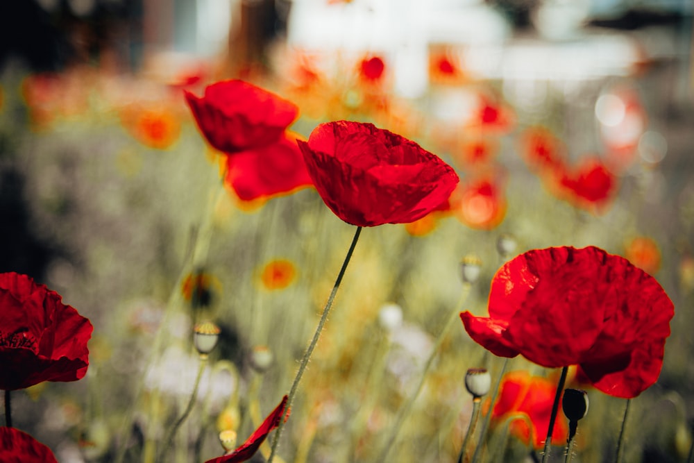 a close up of some flowers