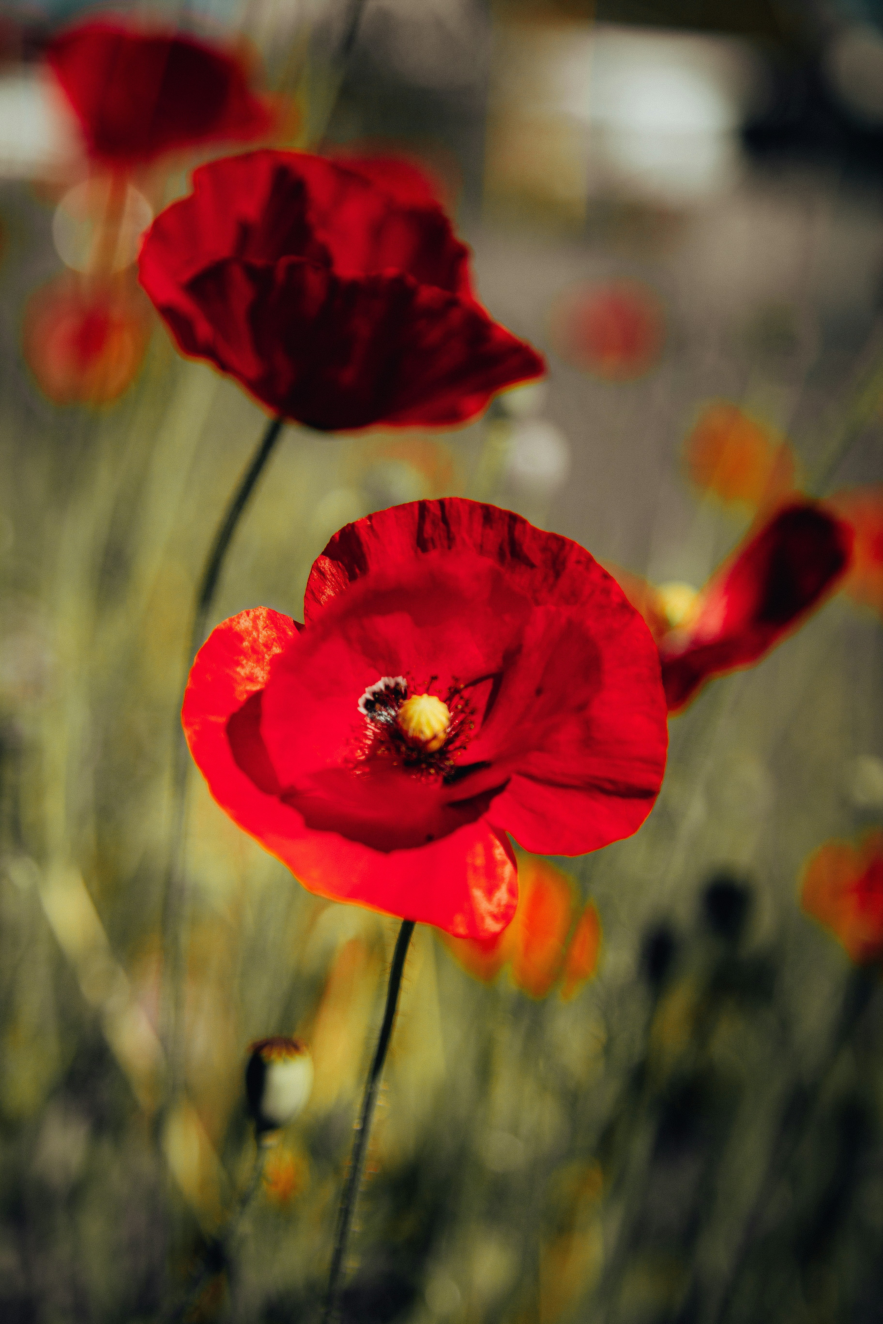 Photo by smithers131