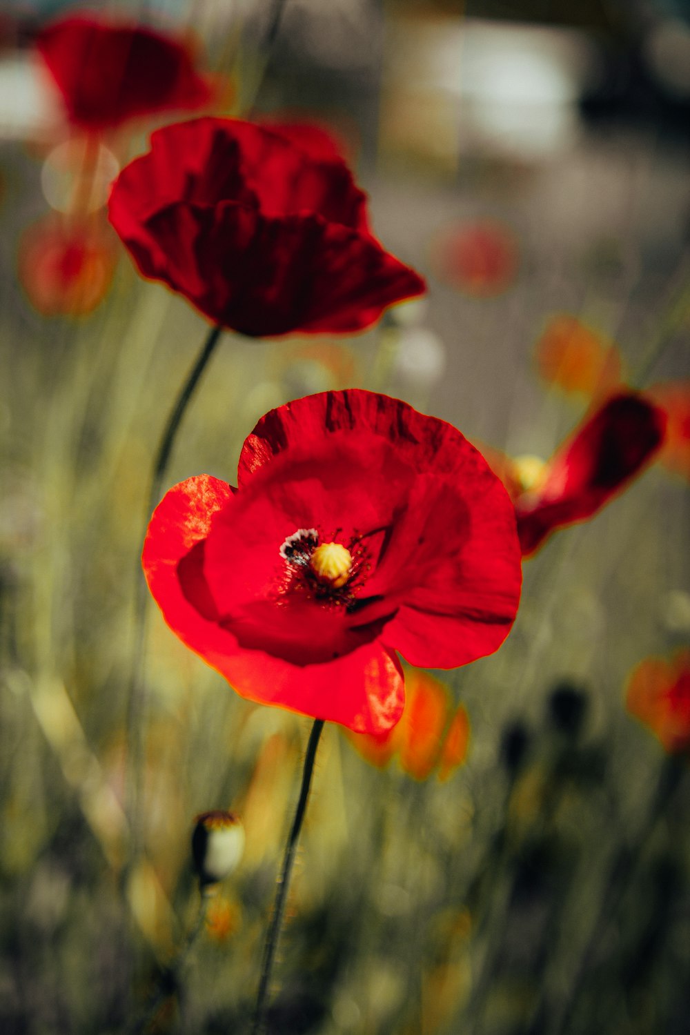 a bee on a red flower