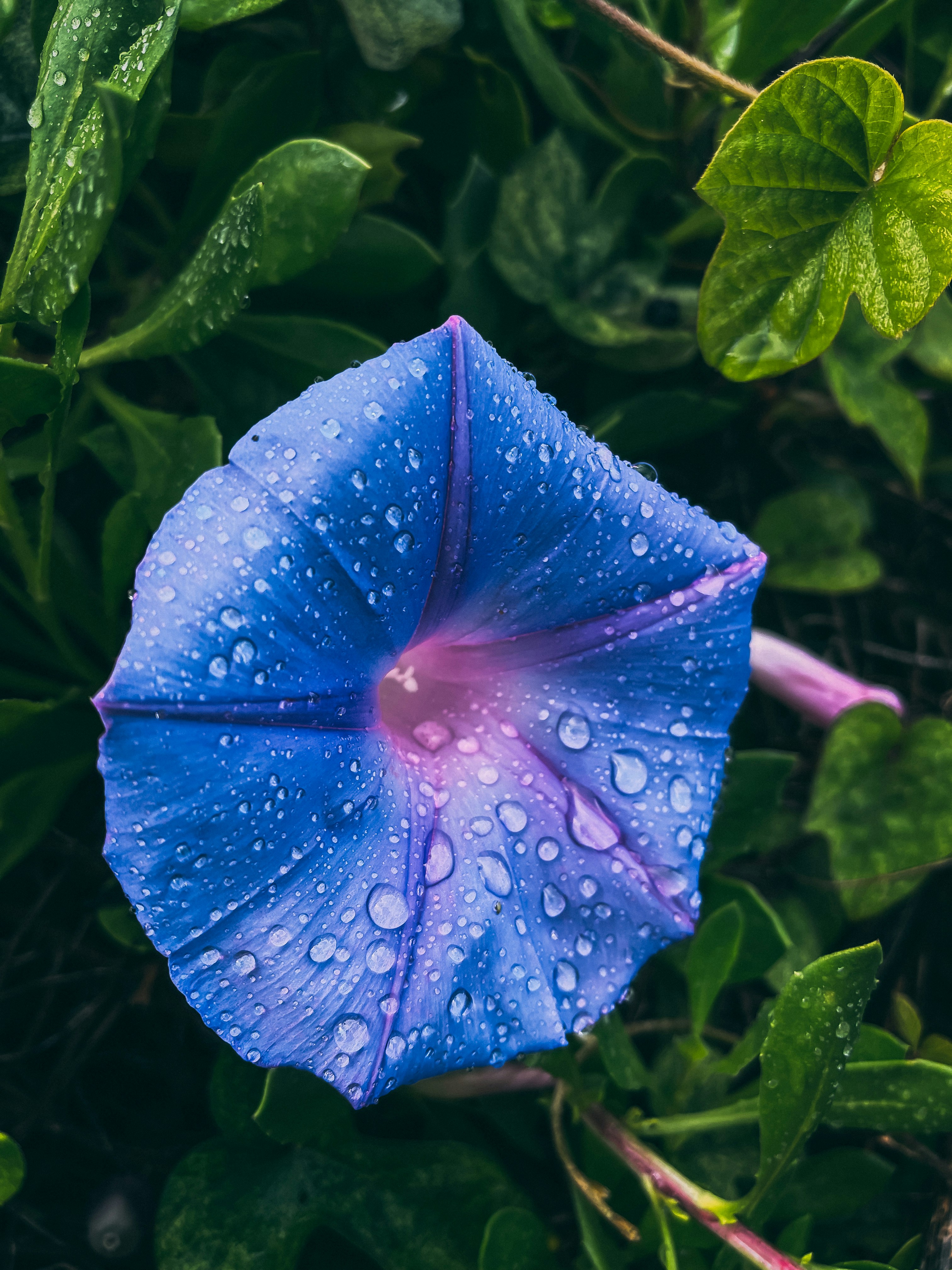 eine blaue Blume mit Wassertröpfchen darauf