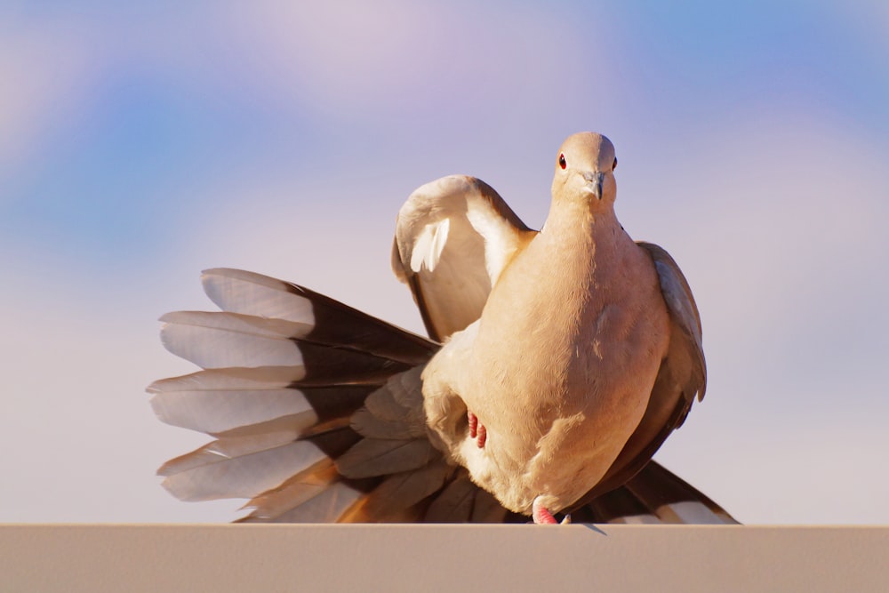 a bird with a baby bird on its back