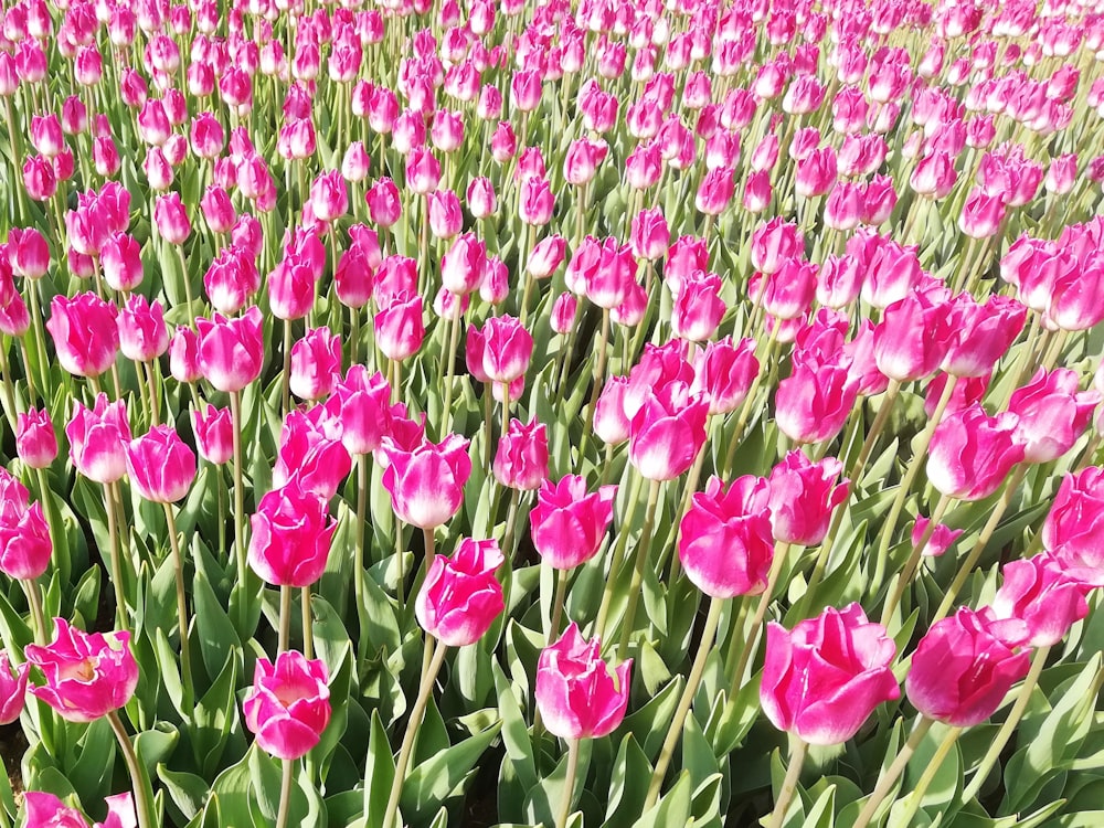 a field of pink flowers