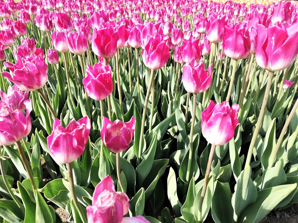 a group of pink flowers