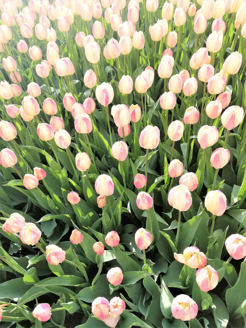 a field of flowers