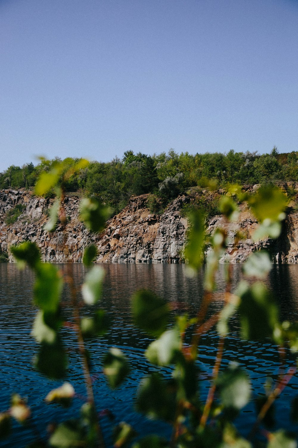 a body of water with plants around it