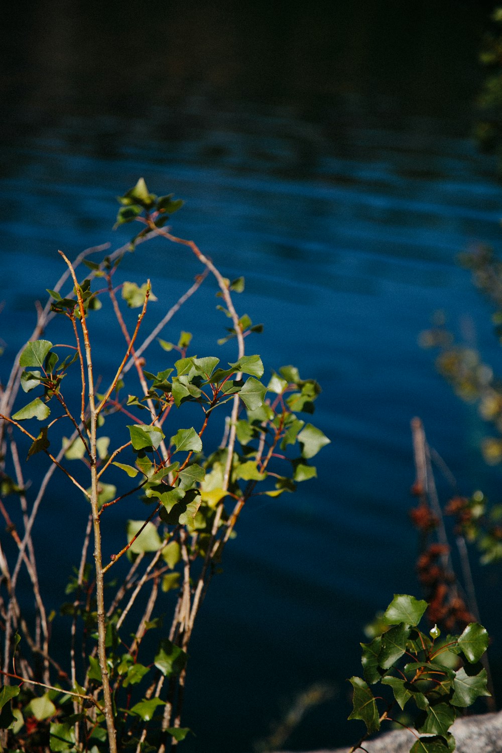 a close-up of some leaves