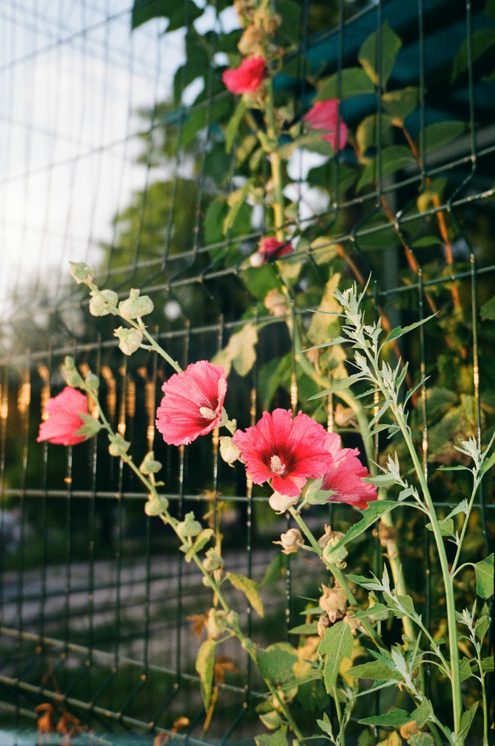 a group of flowers