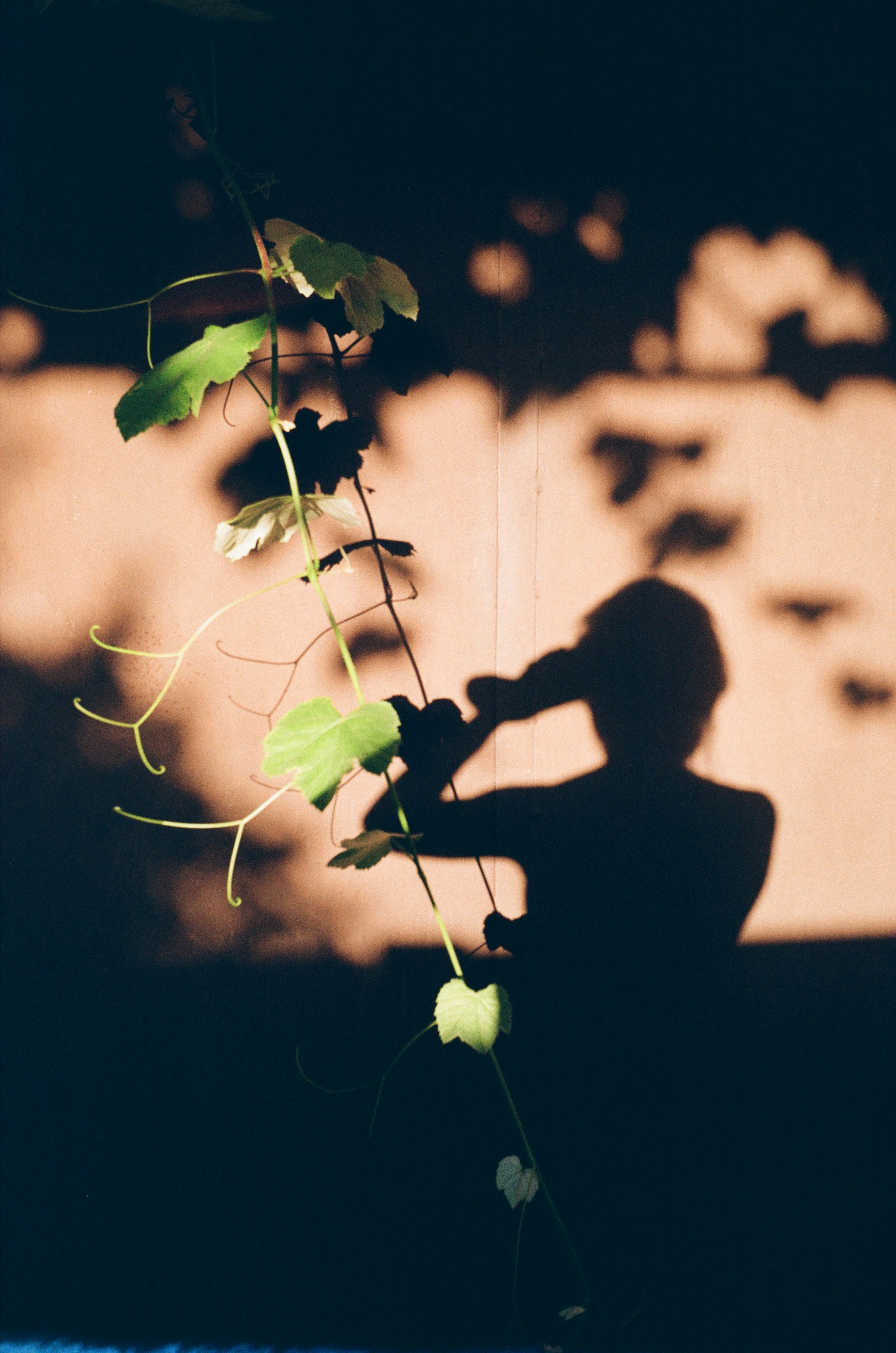 a plant with leaves
